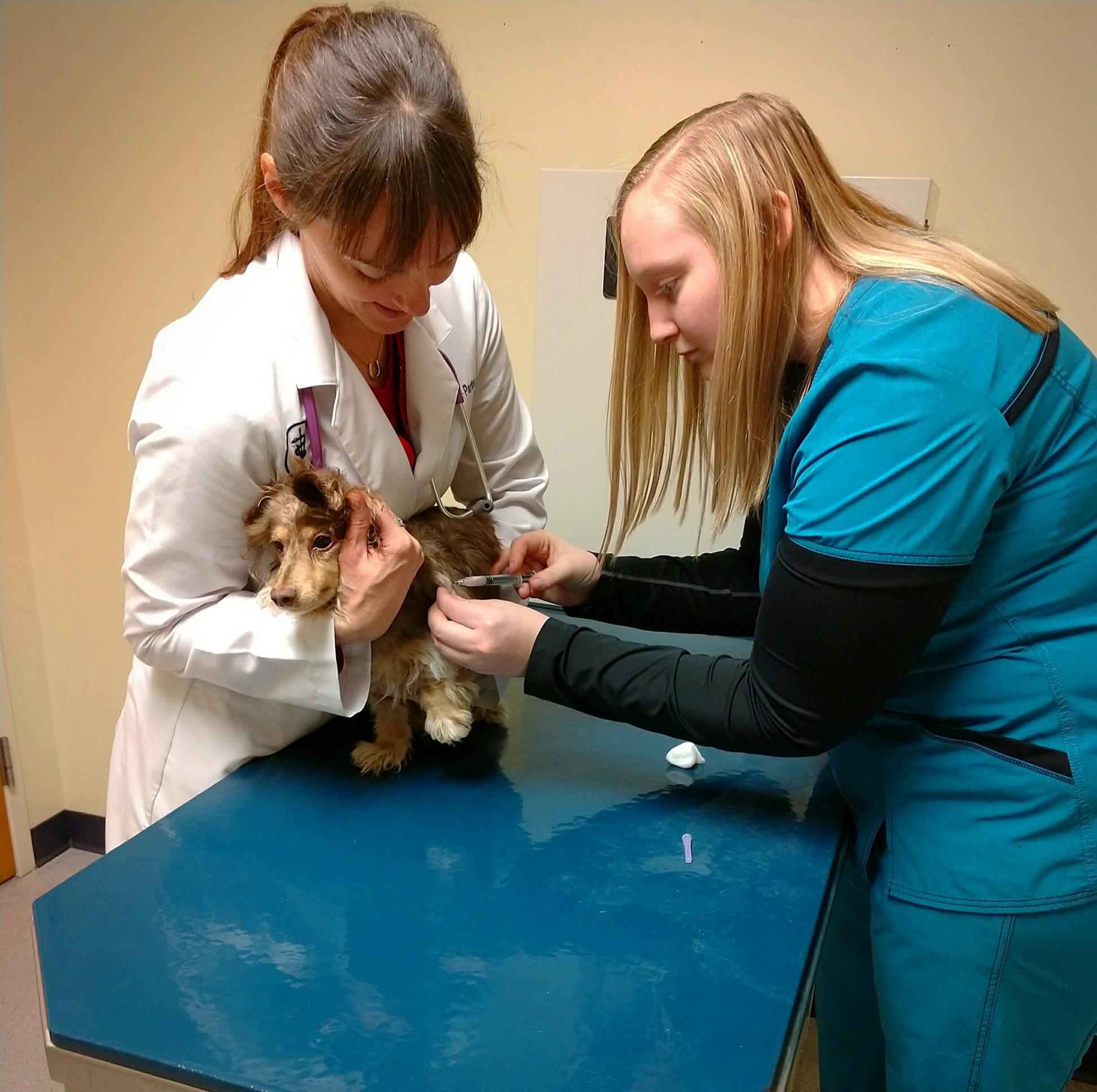 Sierra assists Dr. Porter at Marion Animal Hospital